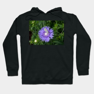 Stokes Aster With White Butterfly Hoodie